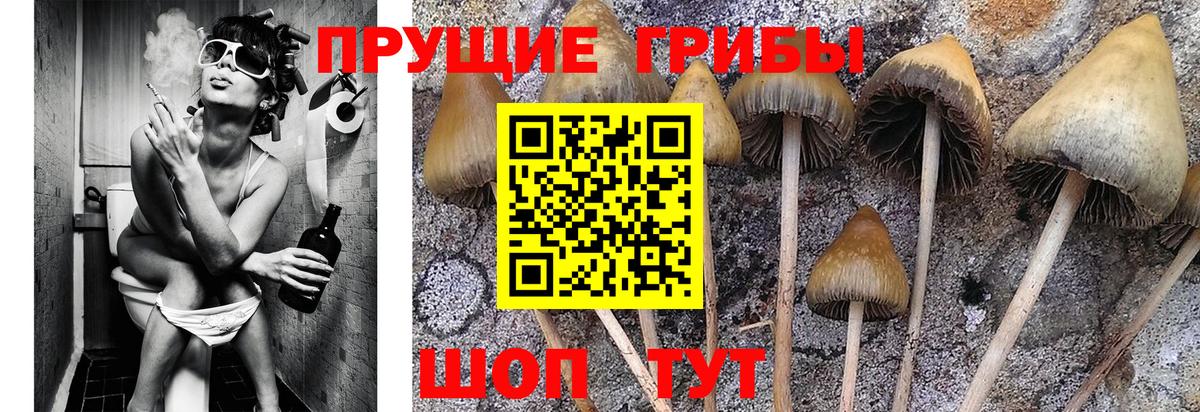 Галлюциногенные грибы Cubensis  Галлюциногенные грибы мицелий  Вход с VPN  Лениногорск 
